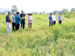 Đồng chí Chủ tịch UBND xã Nguyễn Anh Đức cùng các ngành kiểm tra, đánh giá tình hình thiệt hại của lúa và rau màu vụ Xuân bị ảnh hưởng mưa dông