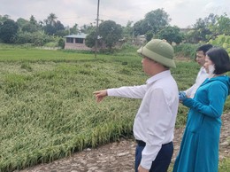 Đồng chí Lê Văn Quân - Bí thư Đảng ủy, Chủ tịch HĐND xã kiểm tra tình hình sản xuất nông nghiệp