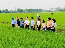Xã Phúc Thọ nghiệm thu năng suất vụ Xuân năm 2026