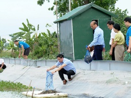 Ứng Hòa triển khai mô hình điểm nuôi cua cà ra xuất khẩu tại thôn Đống Long.