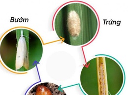Thông báo tình hình sâu đục thân hai chấm hại lúa và biện pháp phòng trừ