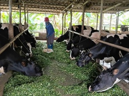Xã Đoài Phương phát triển chăn nuôi bò sữa, nâng cao thu nhập cho người dân