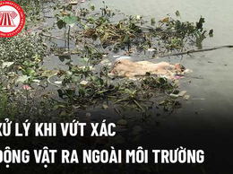 Nghiêm cấm và xử lý nghiêm hành vi vứt xác động vật chết ra môi trường trên địa bàn xã