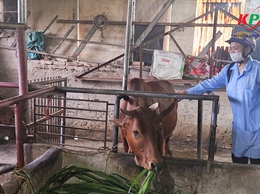Trung tâm dịch vụ tổng hợp xã Kiều Phú khuyến cáo hộ chăn nuôi chủ động phòng ngừa bệnh lở mồm long móng cho đàn vật nuôi.