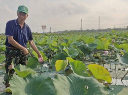 Phú Xuyên: Mở hướng làm giàu từ trồng sen kết hợp nuôi cá