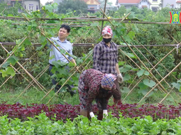 Người nông dân xã Nội Bài với khát vọng nông nghiệp hữu cơ