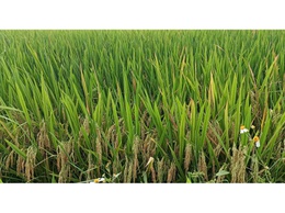 Vĩnh Thanh triển khai hướng dẫn sản xuất trồng trọt vụ Mùa năm 2026