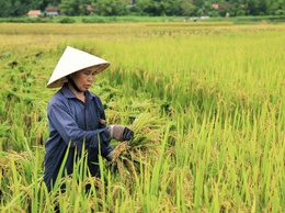 KHẨN TRƯƠNG THU HOẠCH LÚA XUÂN, TẬP TRUNG GIEO CẤY VỤ MÙA NĂM 2026