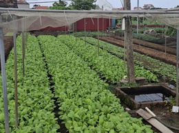 MỘT SỐ BIỆN PHÁP KỸ THUẬT SẢN XUẤT RAU TRONG MÙA MƯA