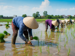 Hướng dẫn kỹ thuật sản xuất lúa vụ mùa năm 2026