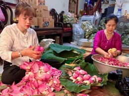 Trà sen Tây Hồ vào vụ