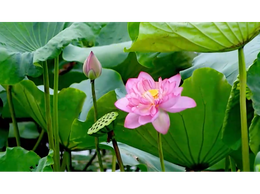 Dịu dàng sắc sen Bách Diệp ở hồ Tây