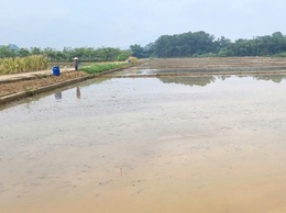 Đẩy nhanh tiến độ sản xuất vụ mùa 2026 trên địa bàn xã Đoài Phương