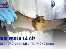 Bệnh Ebola: triệu chứng và cách phòng ngừa hiệu quả