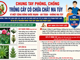 Nhận biết cây có chứa chất ma túy để phòng ngừa vi phạm pháp luật