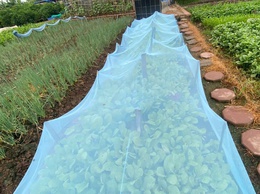 Chủ động chăm sóc cây trồng trong điều kiện nắng nóng, bảo vệ sản xuất vụ Mùa 2026