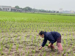 VĨNH THANH HƯỚNG DẪN KỸ THUẬT GIEO CẤY LÚA MÙA VÀ PHÒNG TRỪ DỊCH HẠI ĐẦU VỤ NĂM 2026