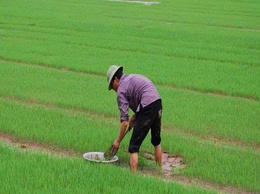 HƯỚNG DẪN THÂM CANH LÚA CẢI TIẾN SRI VỤ MÙA 2026