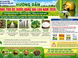 HƯỚNG DẪN Biện pháp phòng trừ ốc bươu vàng hại lúa Mùa năm 2026