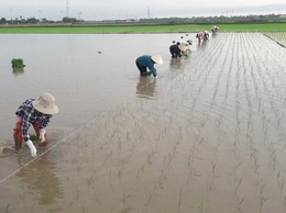 ỨNG DỤNG THÂM CANH LÚA CẢI TIẾN SRI: GIẢM CHI PHÍ - TĂNG NĂNG SUẤT - THÂN THIỆN VỚI MÔI TRƯỜNG