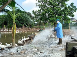 Bát Tràng triển khai phun diệt ruồi, tăng cường bảo vệ đàn vật nuôi