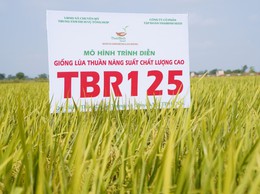 Hội thảo đầu bờ đánh giá mô hình sản xuất các giống lúa mới TBR 125, Đông A2