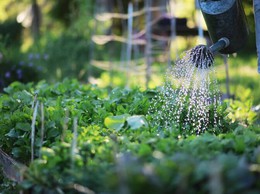Quảng Bị chủ động triển khai các biện pháp chăm sóc cây trồng trong điều kiện nắng nóng kéo dài