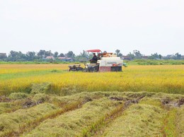 Nhân dân xã Hòa Phú đẩy nhanh tiến độ thu hoạch lúa vụ Xuân và triển khai sản xuất vụ Mùa năm 2026