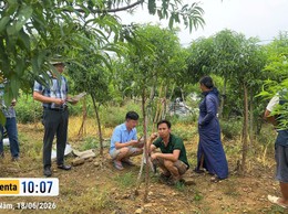 Xã Suối Hai chủ động phòng bênh trên cây đào, mai