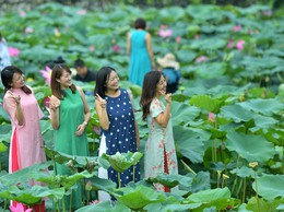 Sen Hồ Tây làm đắm say du khách