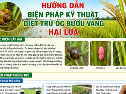 Hướng dẫn biện pháp kỹ thuật diệt trừ ốc bươu vàng hại lúa