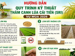 Hướng dẫn quy trình kỹ thuật thâm canh lúa cải tiến (SRI) vụ Mùa 2026