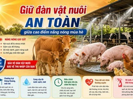 Giữ đàn vật nuôi an toàn giữa cao điểm nắng nóng mùa hè