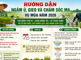 Hướng dẫn ngâm ủ, gieo và chăm sóc mạ vụ Mùa năm 2026