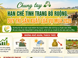 Chung tay hạn chế tình trạng bỏ ruộng, duy trì sản xuất lúa vụ mùa 2026