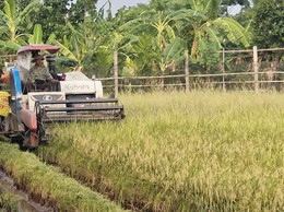Xã Phú Xuyên: Tập trung thu hoạch lúa vụ xuân, chủ động phòng tránh thiên tai
