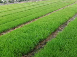 Hướng dẫn kỹ thuật ngâm ủ, gieo mạ mùa