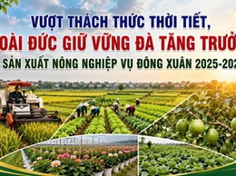 Vượt thách thức thời tiết, Hoài Đức giữ vững đà tăng trưởng sản xuất nông nghiệp vụ Đông Xuân 2025 - 2026