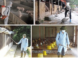 Hoài Đức tiến hành phun hóa chất khử trùng và diệt ruồi diện rộng trên tổng diện tích hơn 118 nghìn m2 sau tiêm phòng đại trà đợt 1/2026