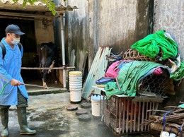 Bát Tràng tăng cường vệ sinh môi trường chăn nuôi sau tiêm phòng đợt 1 năm 2026