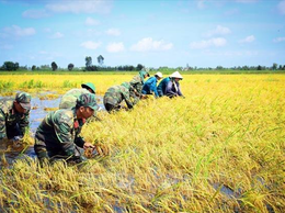 Triển khai Đề án Giáo dục, tuyên truyền nâng cao nhận thức về Quân đội tham gia lao động sản xuất, kết hợp quốc phòng với kinh tế - xã hội giai đoạn 2026 - 2030