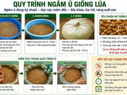 HƯỚNG DẪN KỸ THUẬT NGÂM Ủ GIỐNG LÚA VỤ MÙA NĂM 2026