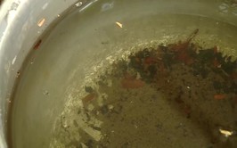 Sốt xuất huyết và tay chân miệng tiếp tục gia tăng