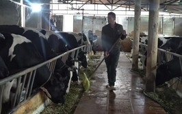 Thu gom chất thải chăn nuôi – Bước nhỏ cho Minh Châu xanh