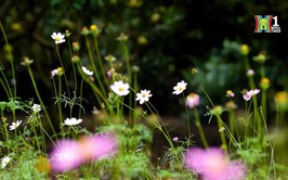 XÃ ĐẢO MINH CHÂU - ĐIỂM HẸN XANH GIỮA LÒNG THỦ ĐÔ