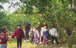 ĐẢO XANH GIỮA SÔNG HỒNG