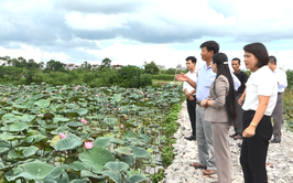 Chủ tịch Hội Nông dân Thành phố Hà Nội khảo sát thông tin về xây dựng mô hình tập trung tích tụ ruộng đất trên địa bàn huyện Ứng Hoà