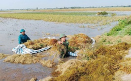 Phú Xuyên huy động tất cả các lực lượng tại địa phương tham gia giúp dân gặt lúa sau bão số 3