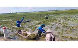 Đoàn xã Thượng Phúc chung tay thu hoạch lúa mùa giúp bà con nhân dân khắc phục hậu quả bão số 10