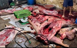 Công an xã Phú Nghĩa phối hợp liên ngành kiểm tra, phát hiện cơ sở giết mổ lợn trái phép